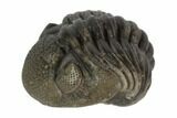 Wide Enrolled Pedinopariops Trilobite #125100-3